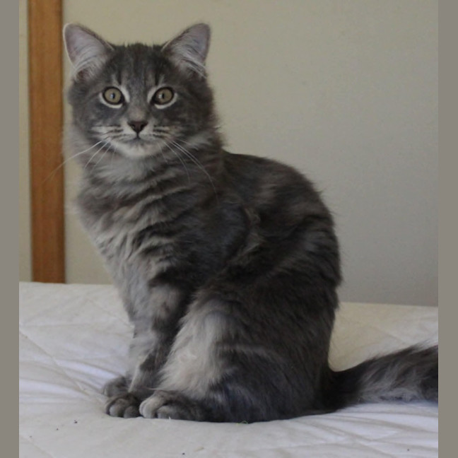 Photo of Comet