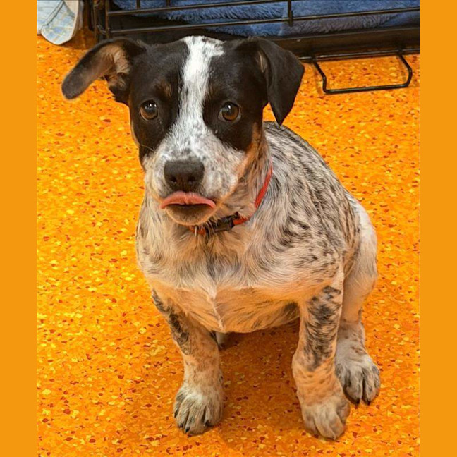 Photo of Pepper