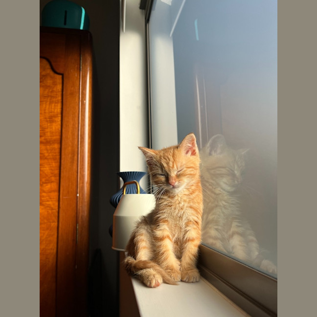 Photo of Sesame
