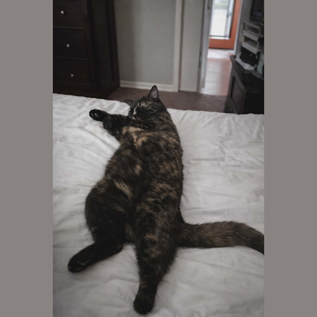 Photo of Meowlette* 9 Lives Project Rescue*