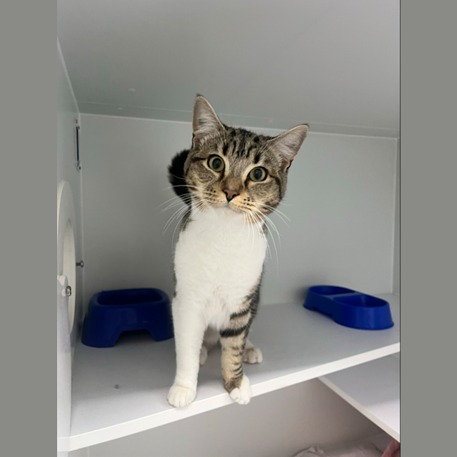 Photo of Shadow