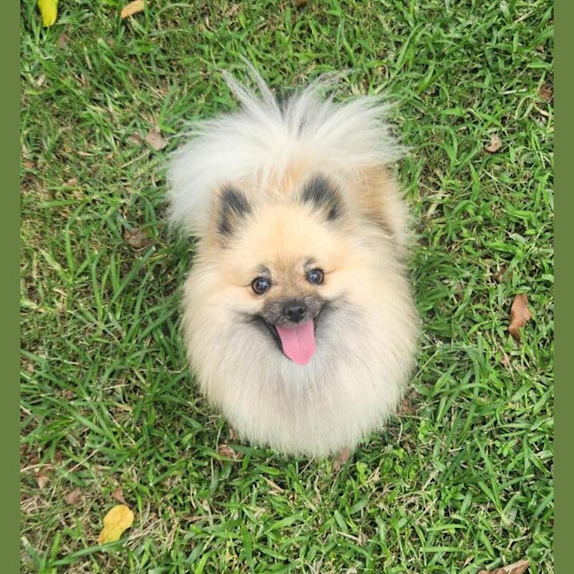 Photo of Bailey