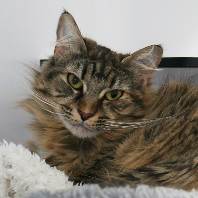 Photo of Rhea Sta013648