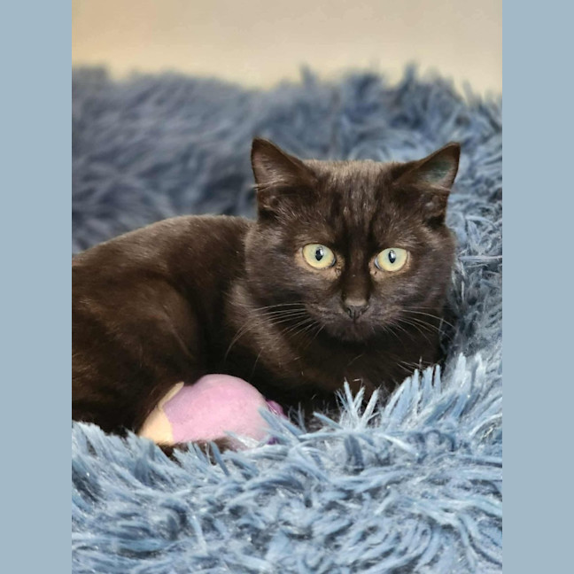 Photo of 🛒 Tonks 6223 🛒