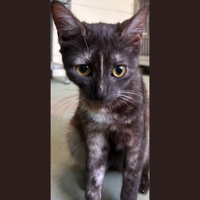 Photo of Tinkabell