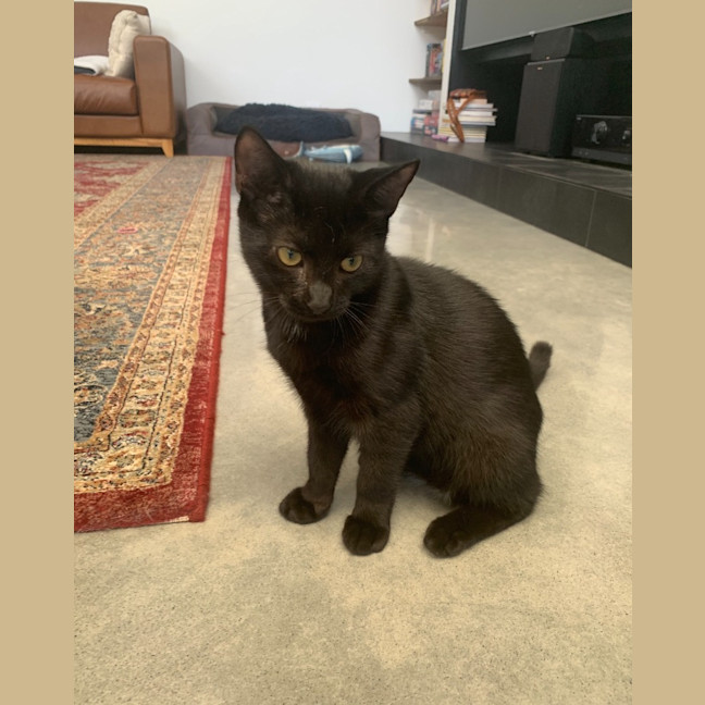 Photo of Casper