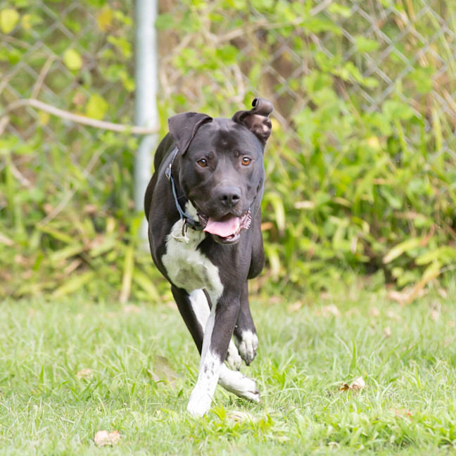 Photo of Buddy (Buzz)