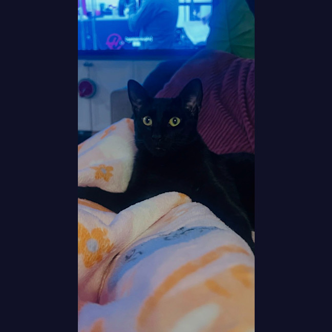 Photo of Jingles