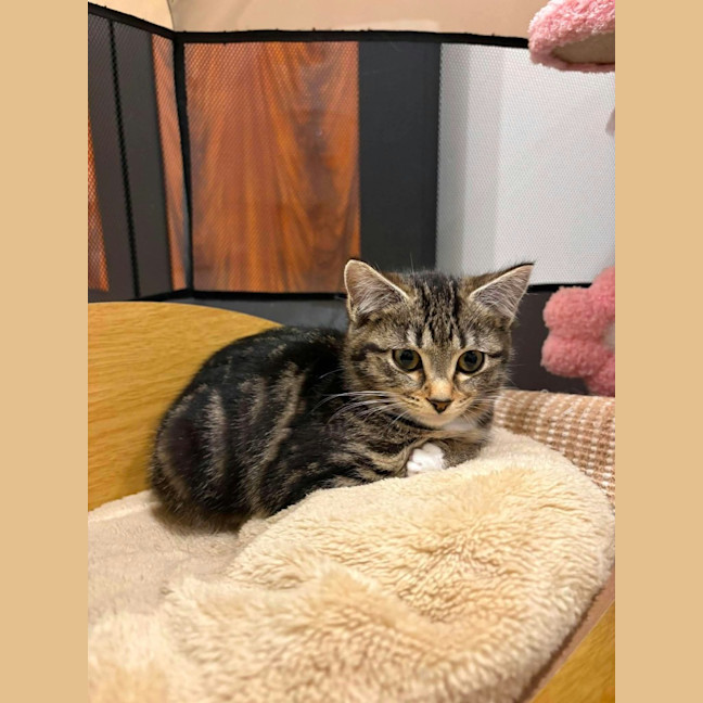 Photo of Suki