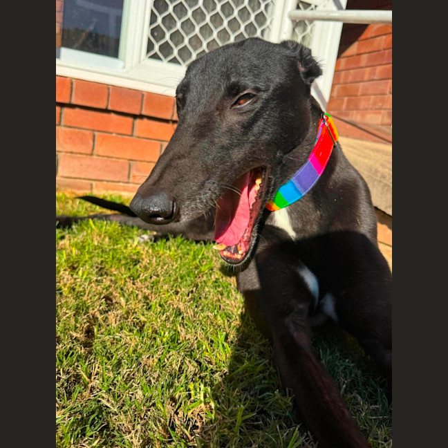 Photo of Chance, The Greyhound