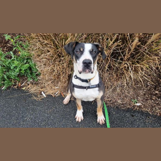 Photo of Pongo