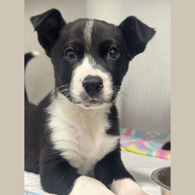 Photo of Dora