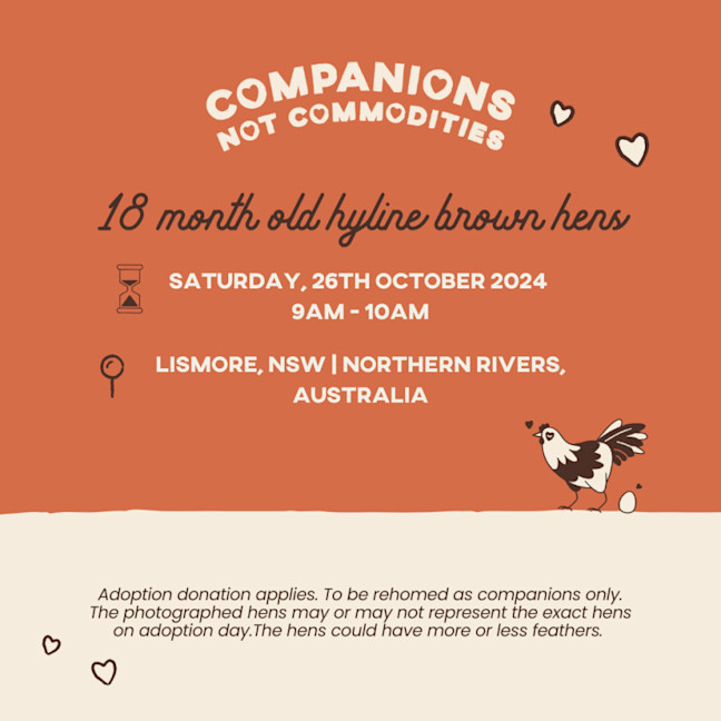 Photo of Adoption Day | Lismore, Nsw | Rescue Hens