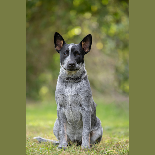Photo of Rocket
