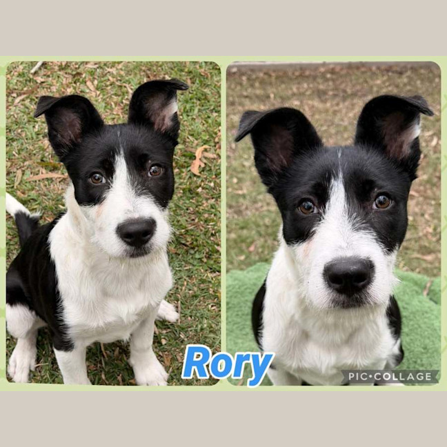 Photo of Rory