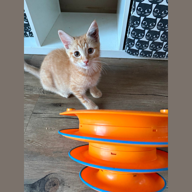 Photo of Gibbs  Meet Me At Petstock Keysborough