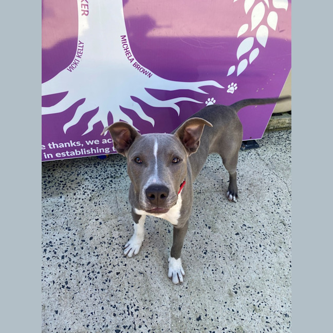 Photo of D1179 Sonny