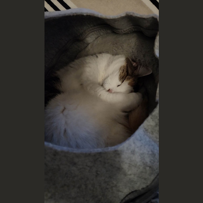 Photo of Skeeta 