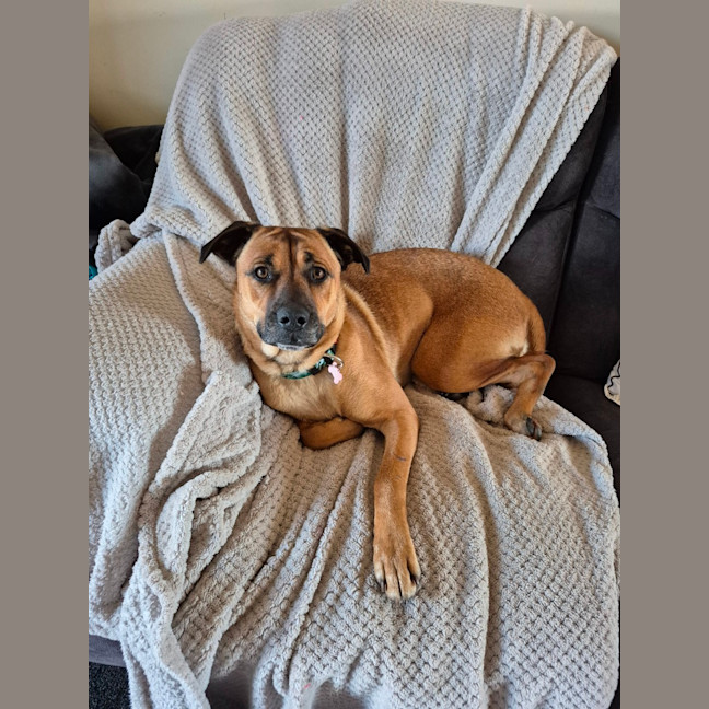 Photo of Dash
