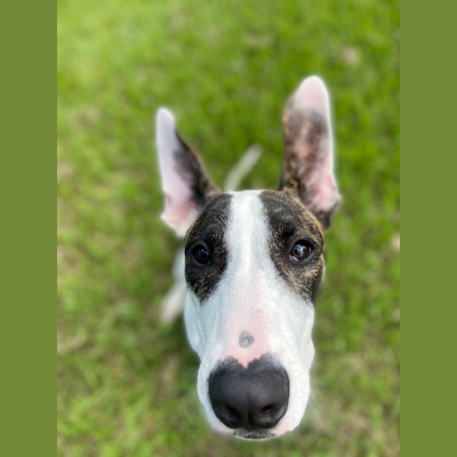 Photo of Wallace