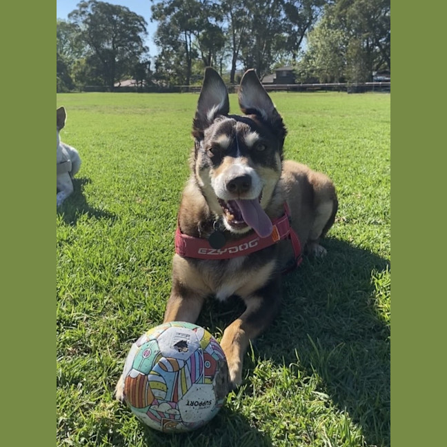 Photo of Koda