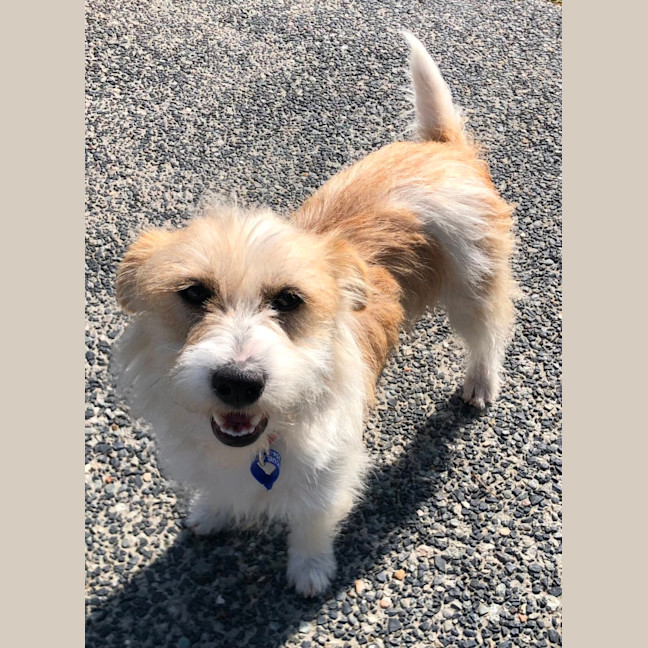 Photo of Luisa   19 Month Old Jack Russell X (Trial)