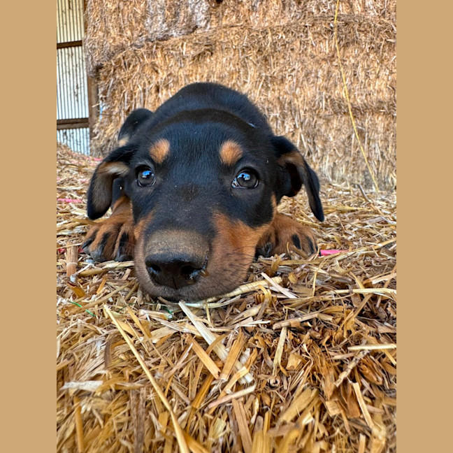 Photo of Rum Ball