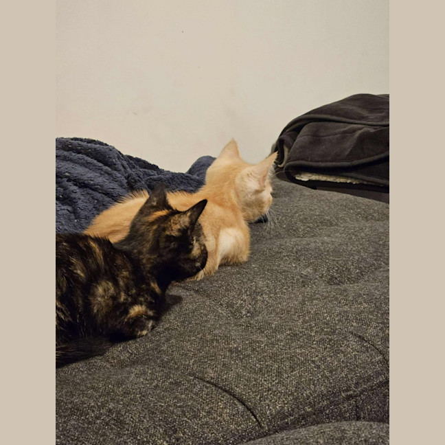 Photo of Pumpkin   Located In Preston