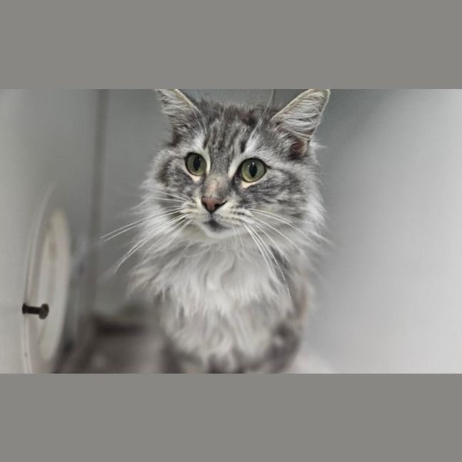 Photo of Gizmo