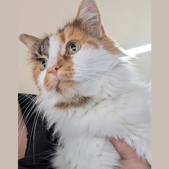 Photo of Lady Marmalade