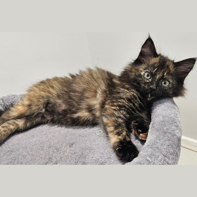 Photo of Lila