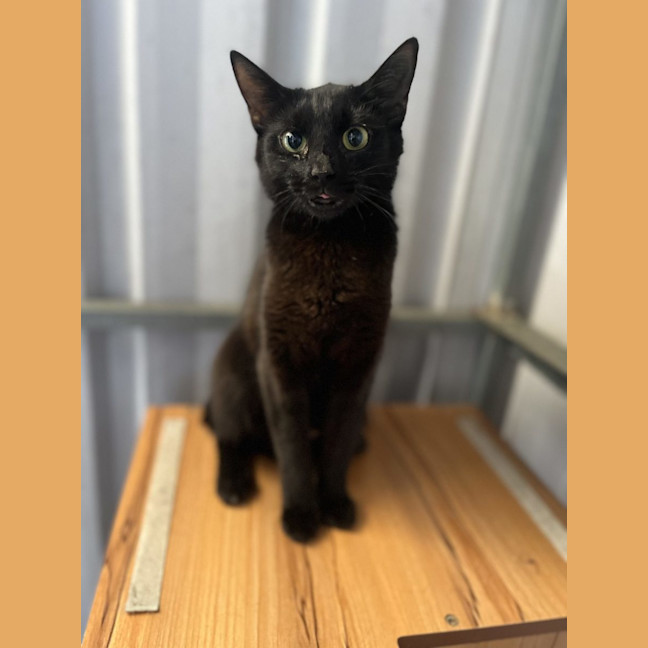 Photo of Loretta   Available Pet Quarters Rutherford