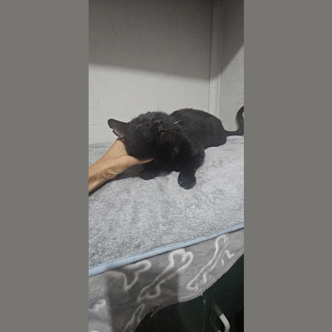 Photo of Midnight