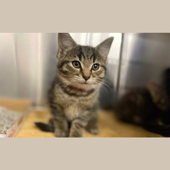 Photo of Munchkin