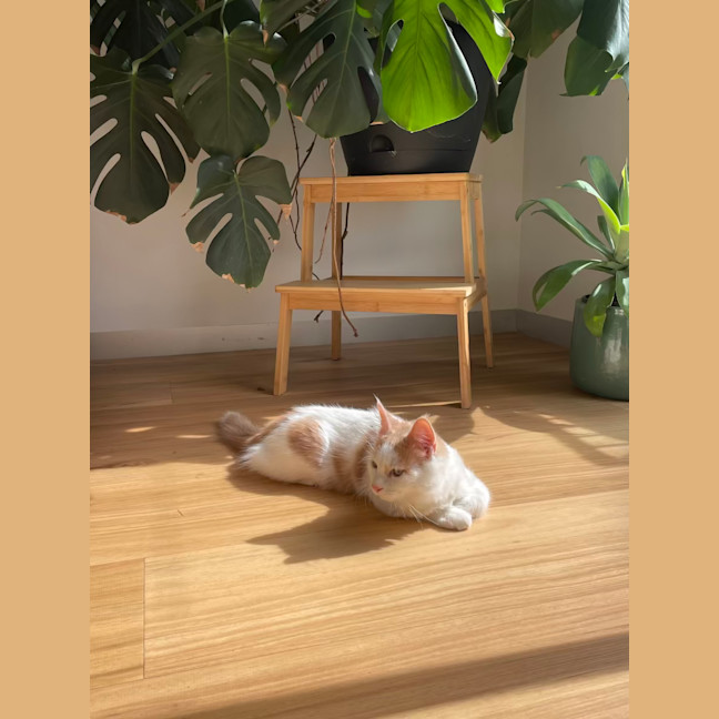Photo of Mochi