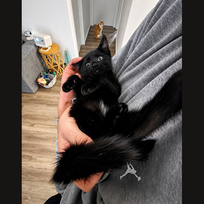 Photo of Pudding