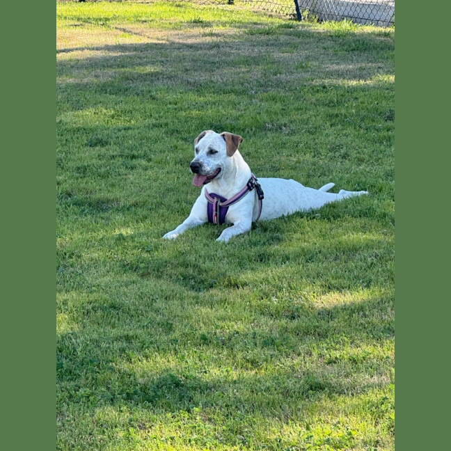 Photo of Luna