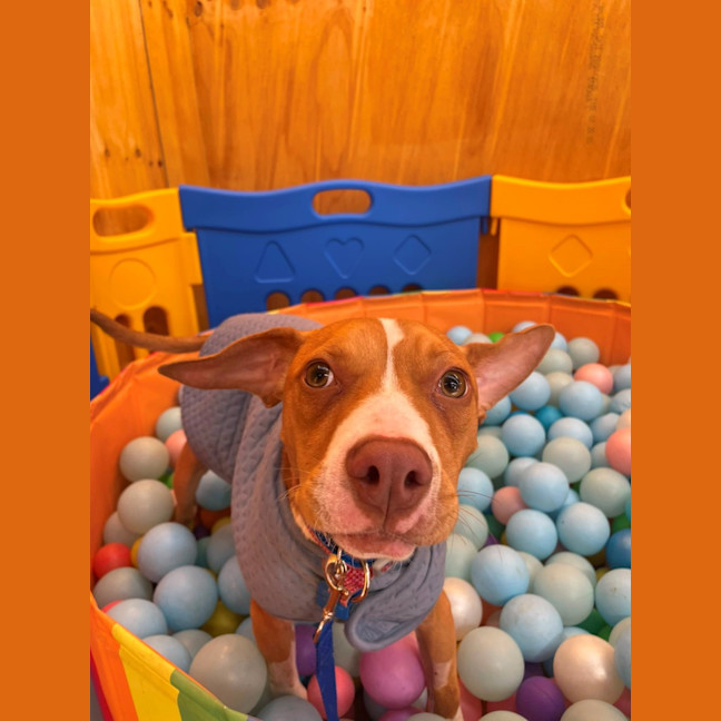 Photo of Benson Bee (B.B)