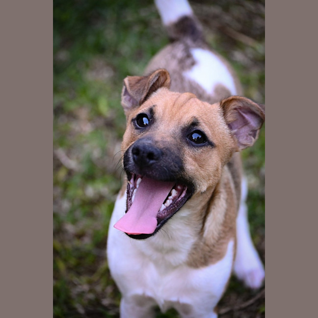 Photo of Cookie