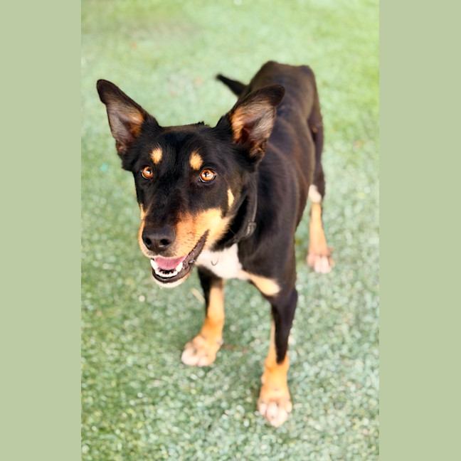 Photo of Rowdy 