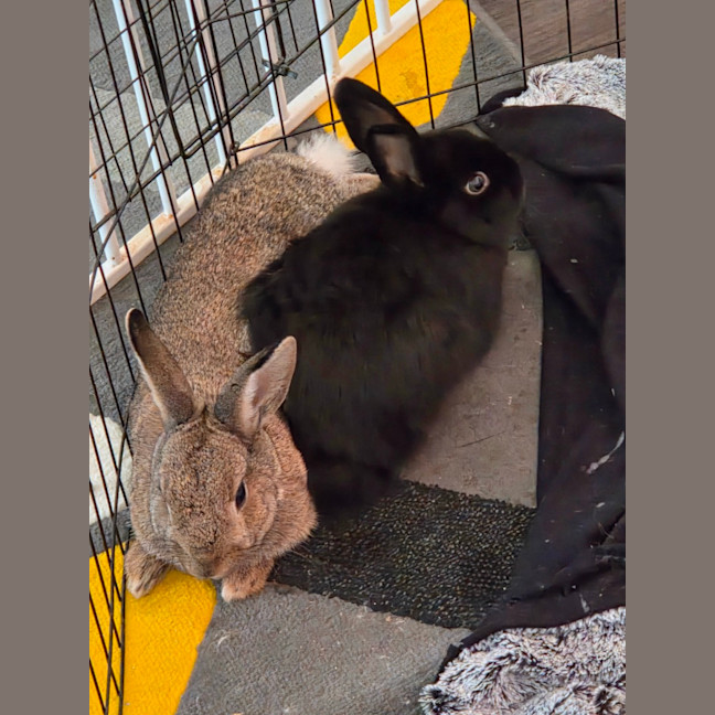 Photo of Kole & Zestful Wildy 