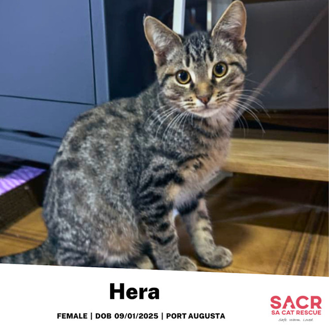 Photo of Hera