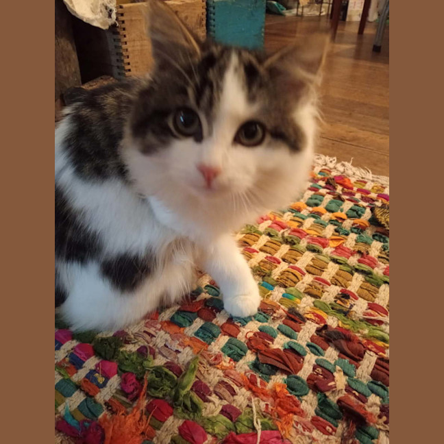 Photo of Stormy Von Bunny Bum 