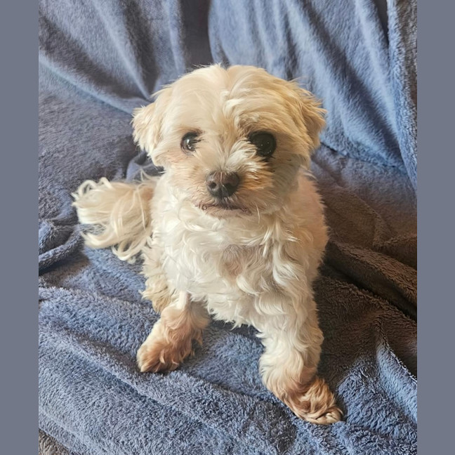 Photo of Lilly
