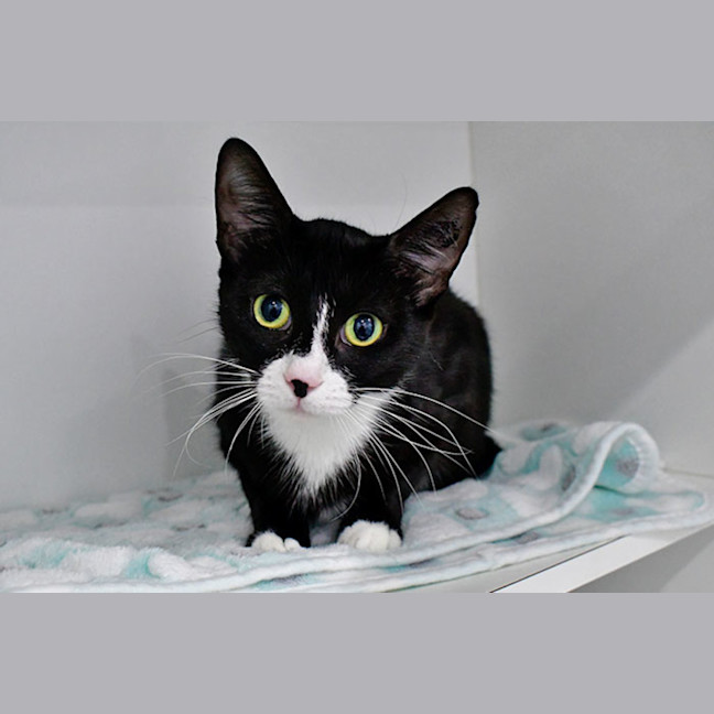 Photo of Cleo