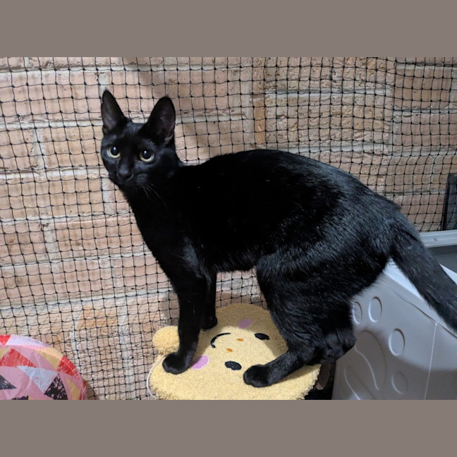Photo of Reglisse