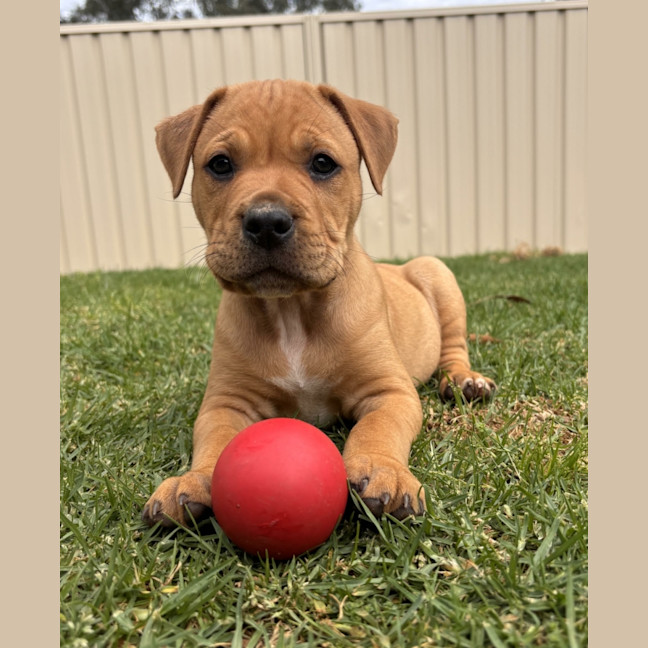 Photo of Murphy