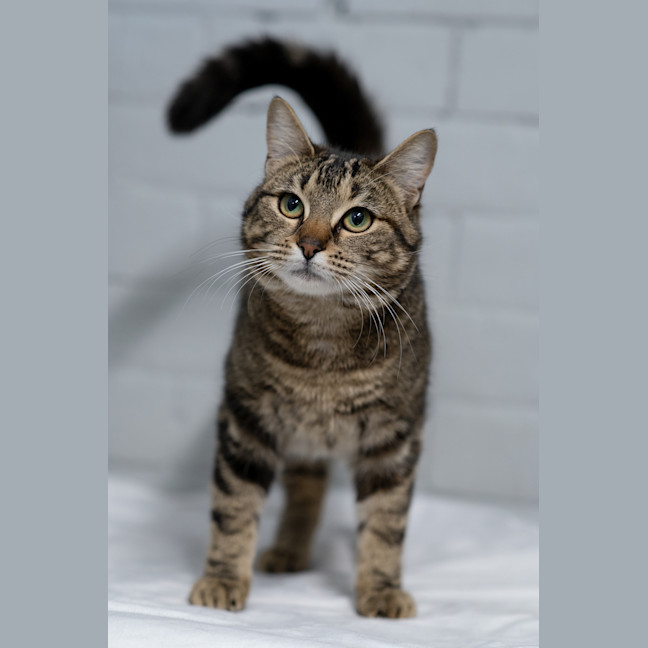 Photo of Maple