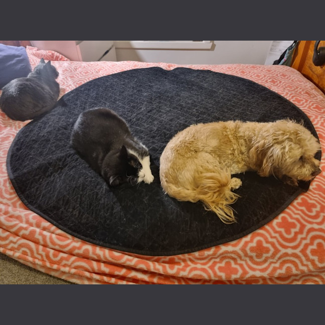 Photo of Bruce* 9 Lives Project Rescue*