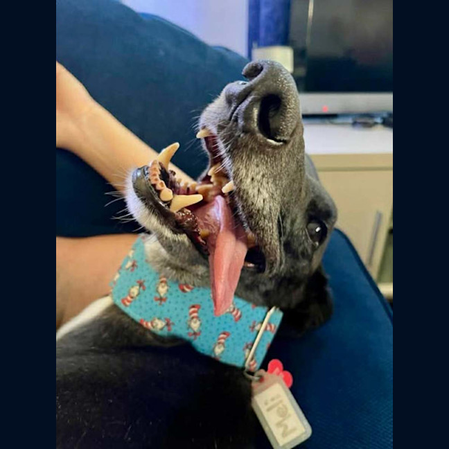 Photo of Meli, The Greyhound